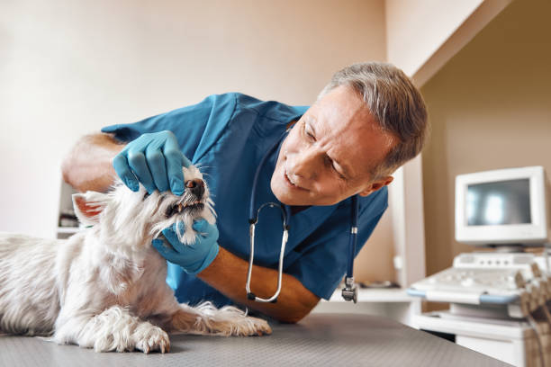 Best 24-Hour Emergency Dental Care in North Oaks, MN